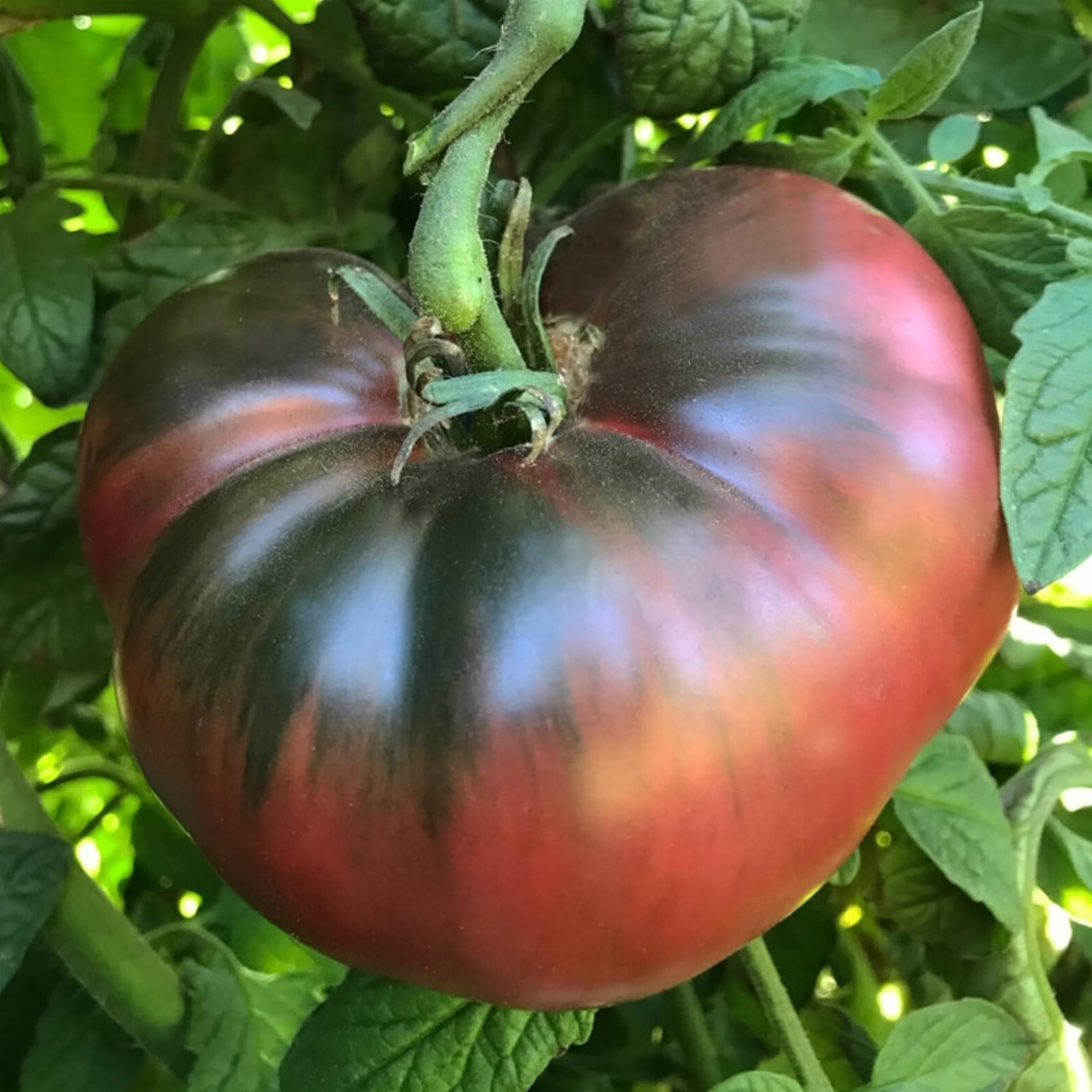 Purple Tomato Mar Azul Seeds - Heirloom Beefsteak Tomato Plant Seed