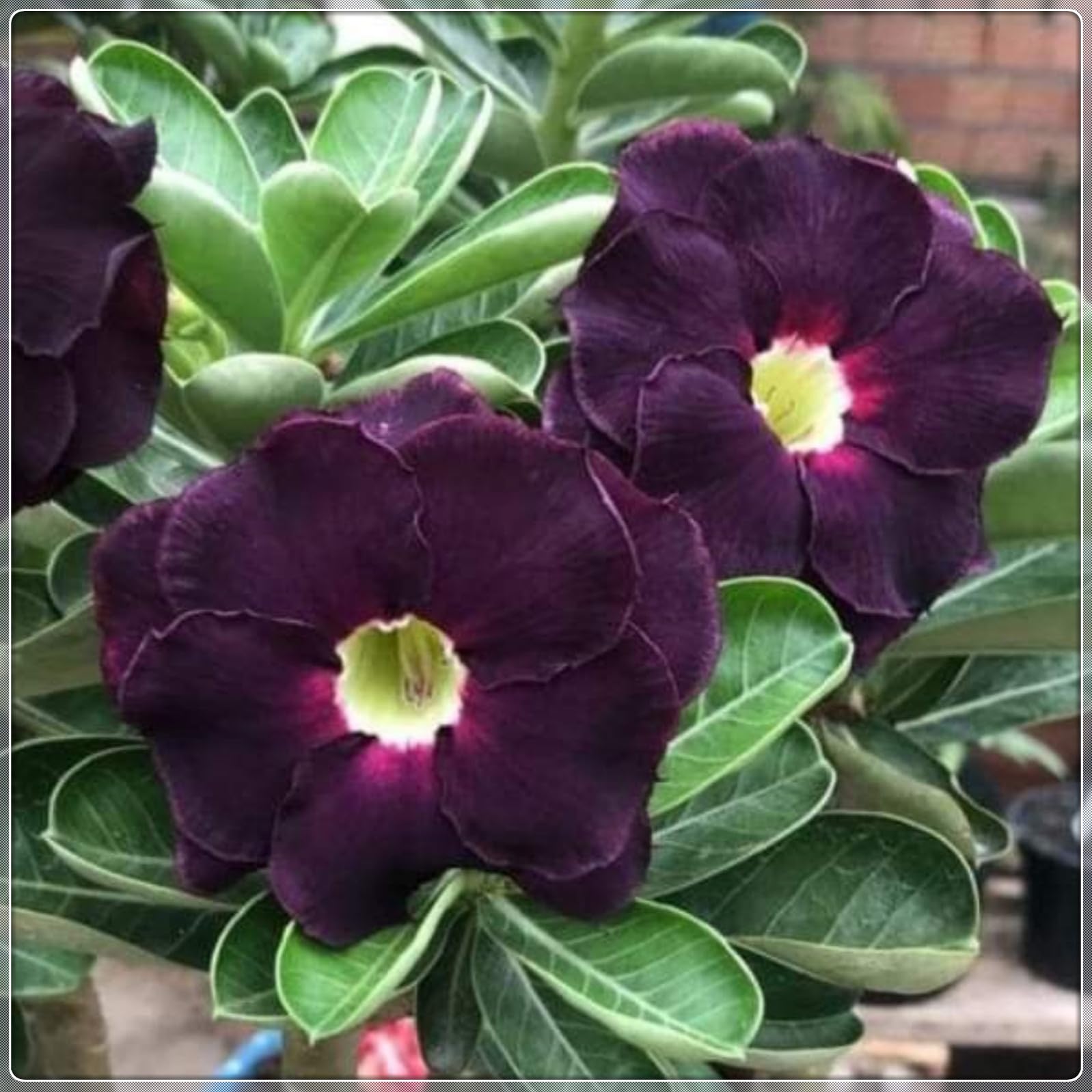 Magnificent Desert Rose Bulbs in Bulk: Hardy Perennial Desert Rose Bushes for Garden Ready to Plant Garden Displays-3 Bulbs-I