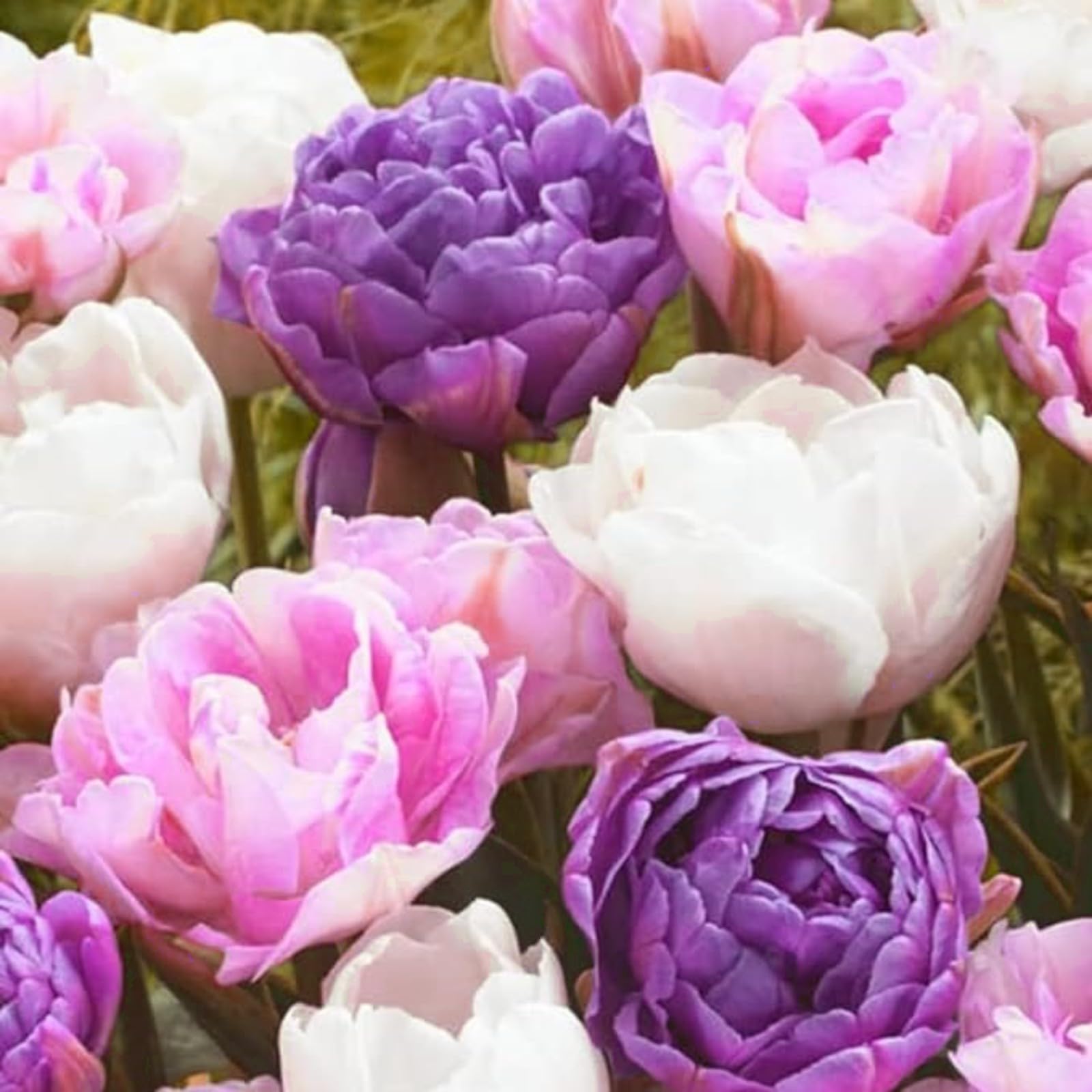 Tulip Bulbs,Flowering Rhizome,Hardy,Excellent Display,Greening Flower,Tulip Tubers UK,Cut Flowers,Good for Containers,Flowering Root,Perennial,Iridescent,Balcony Garden Bulbs.-8Bulbs-H