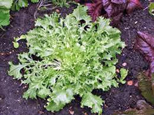 Lechuga, Endive Broadleaf Batavian, reliquia, 25 semillas, Lechuga sabrosa