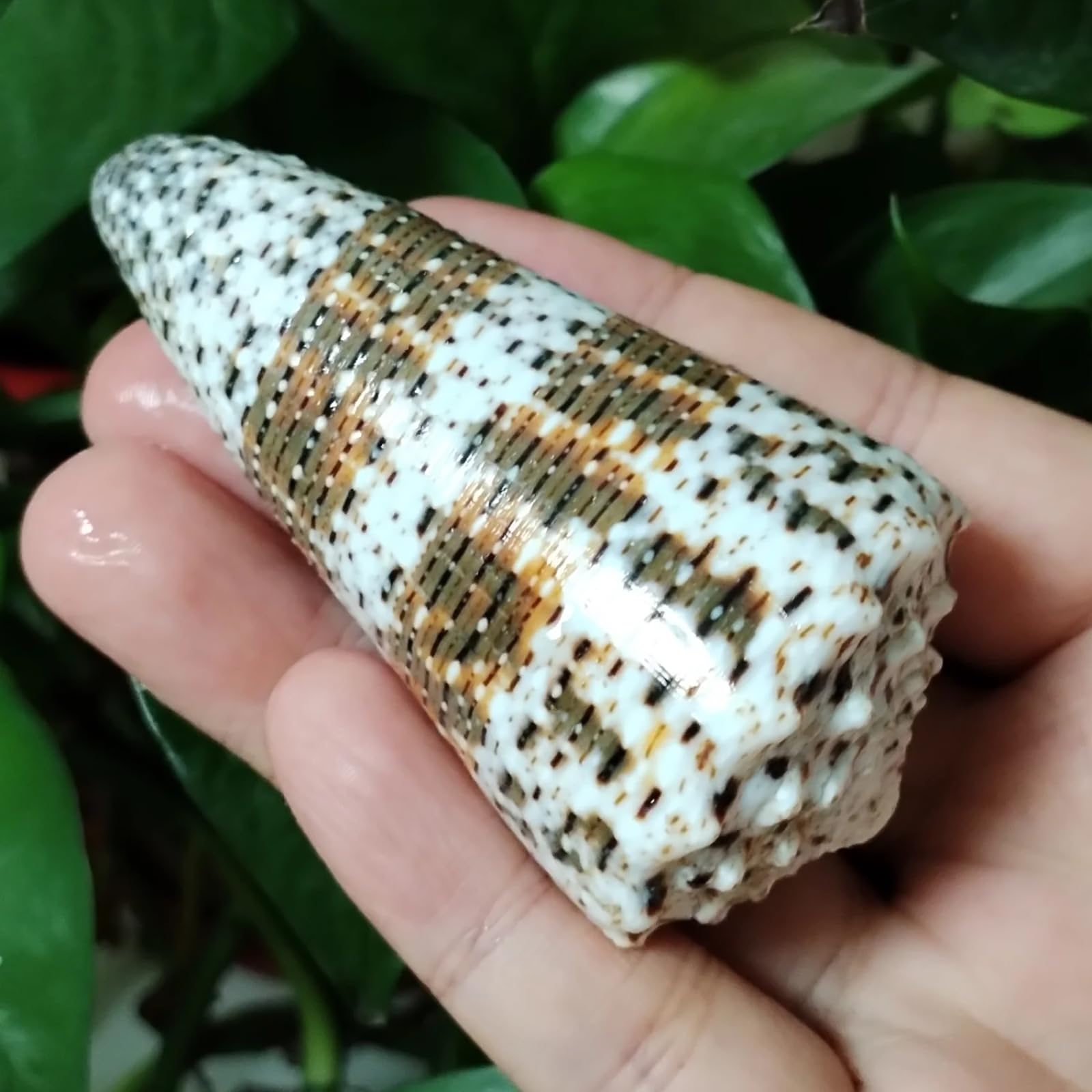 Conchiglie per decorazione, 1 pezzo, 7-9 cm, cono, conchiglie, campioni, collezione per decorazioni nautiche per la casa, riempitivo per vasi di pesci