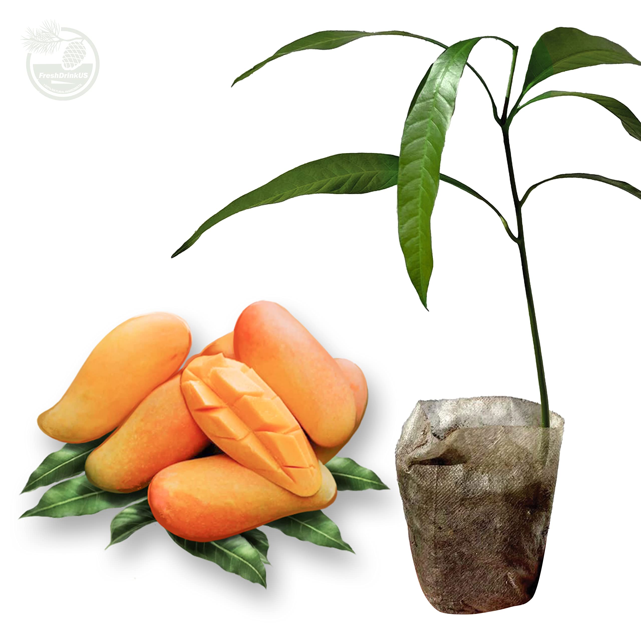 Buy Local US, Mango Tree, Mango MAHACHANOK (MANGIFERA) Live Fruit Tree
