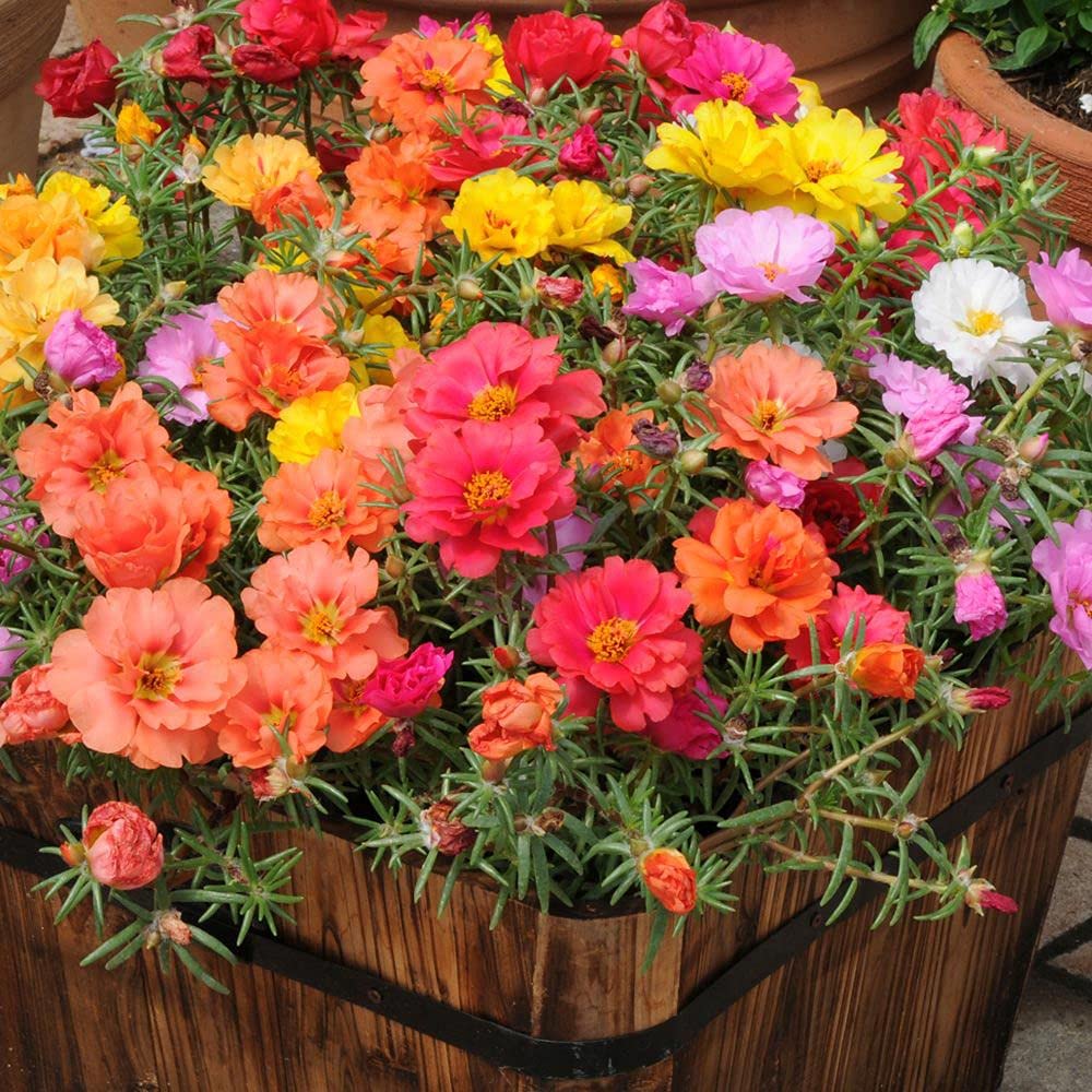 Zabbus Seeds Portulaca Mixed Colour Flower Seeds Hybrid F1 Seeds All Season for Home Garden (50 Seeds) (B0CSWY389G) Amazon Price History, Amazon Price Tracker