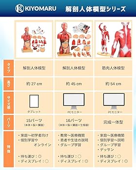 KIYOMARU ソフトな質感で15分解できる卓上サイズの人体解剖模型 Amazon.co.jp: KIYOMARU ソフトな質感で15分解できる卓上サイズ