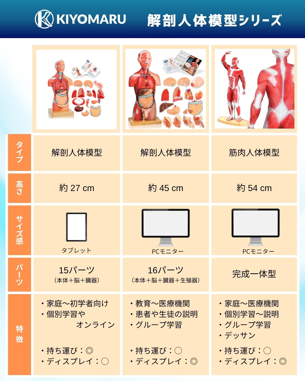 Amazon.co.jp: KIYOMARU 27cm解剖人体模型 ソフトな質感で15分解 理学