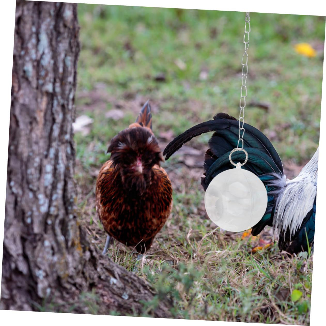 Toddmomy 6piezas Comedero para Aves De Diseño De Bola para Forrajeo Juguete De Aves Colgante para Periquitos y Instalación y