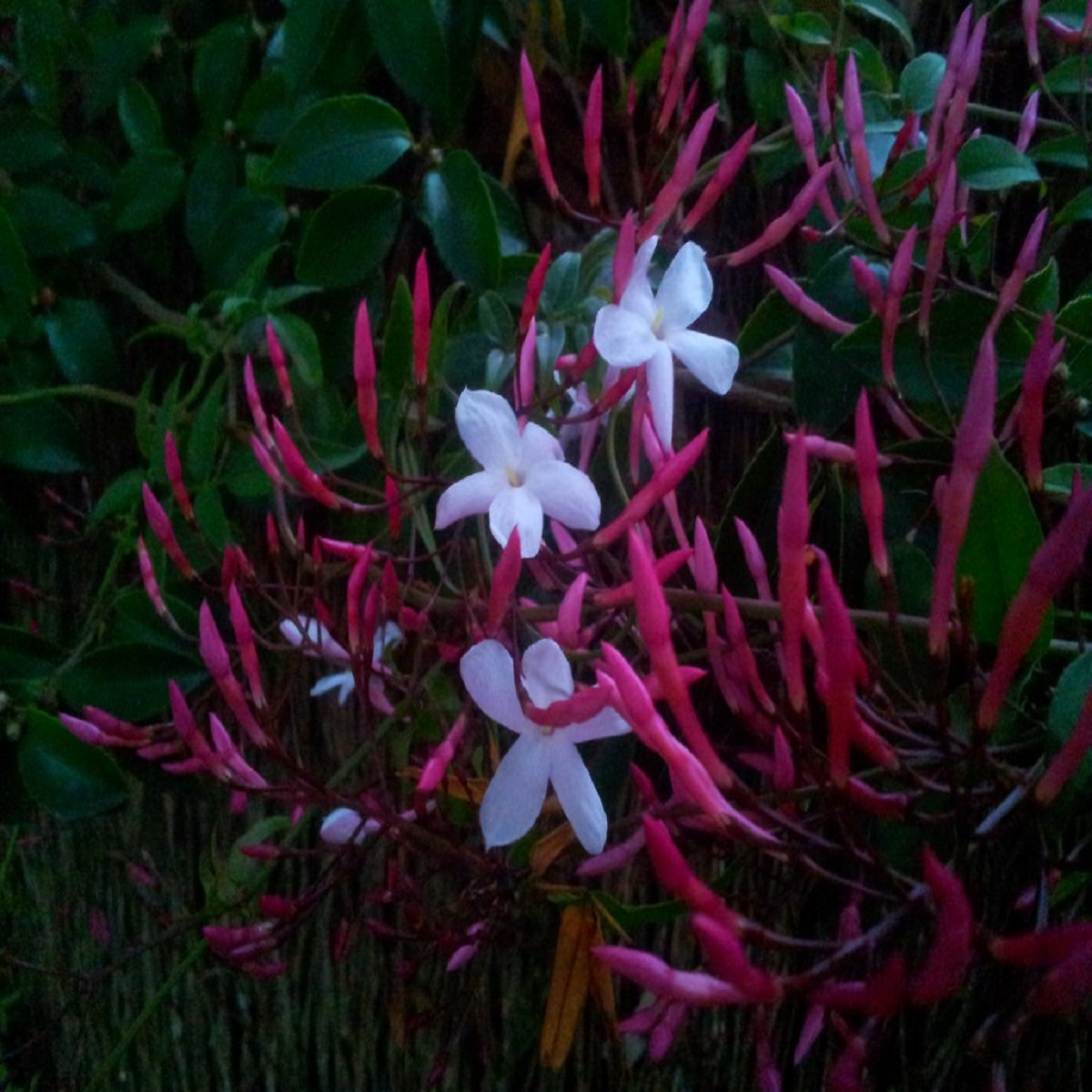 Wild Jasmine Fragrance Oil - 16 OZ/ 1 LB - for Candle & SOAP Making by VIRGINIA CANDLE SUPPLY - Free S&H in USA