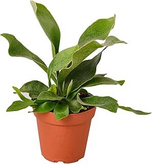 Sponsored Ad - House Plant Shop | Fern 'Staghorn' - 4" Pot | Live Indoor Plant | Easy to Care | Natural Décor Plant | Grea...