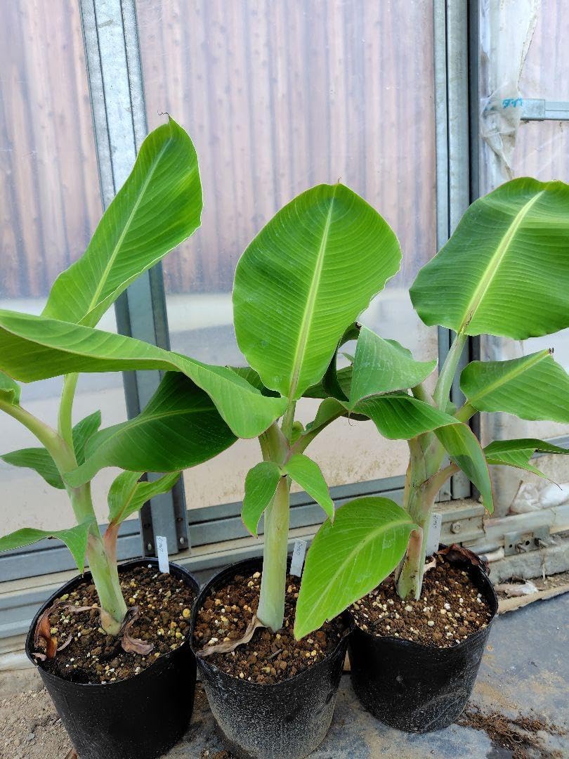 ドワーフナムワ バナナ苗 ドワーフナムワ バナナ苗 （2株） 国華園