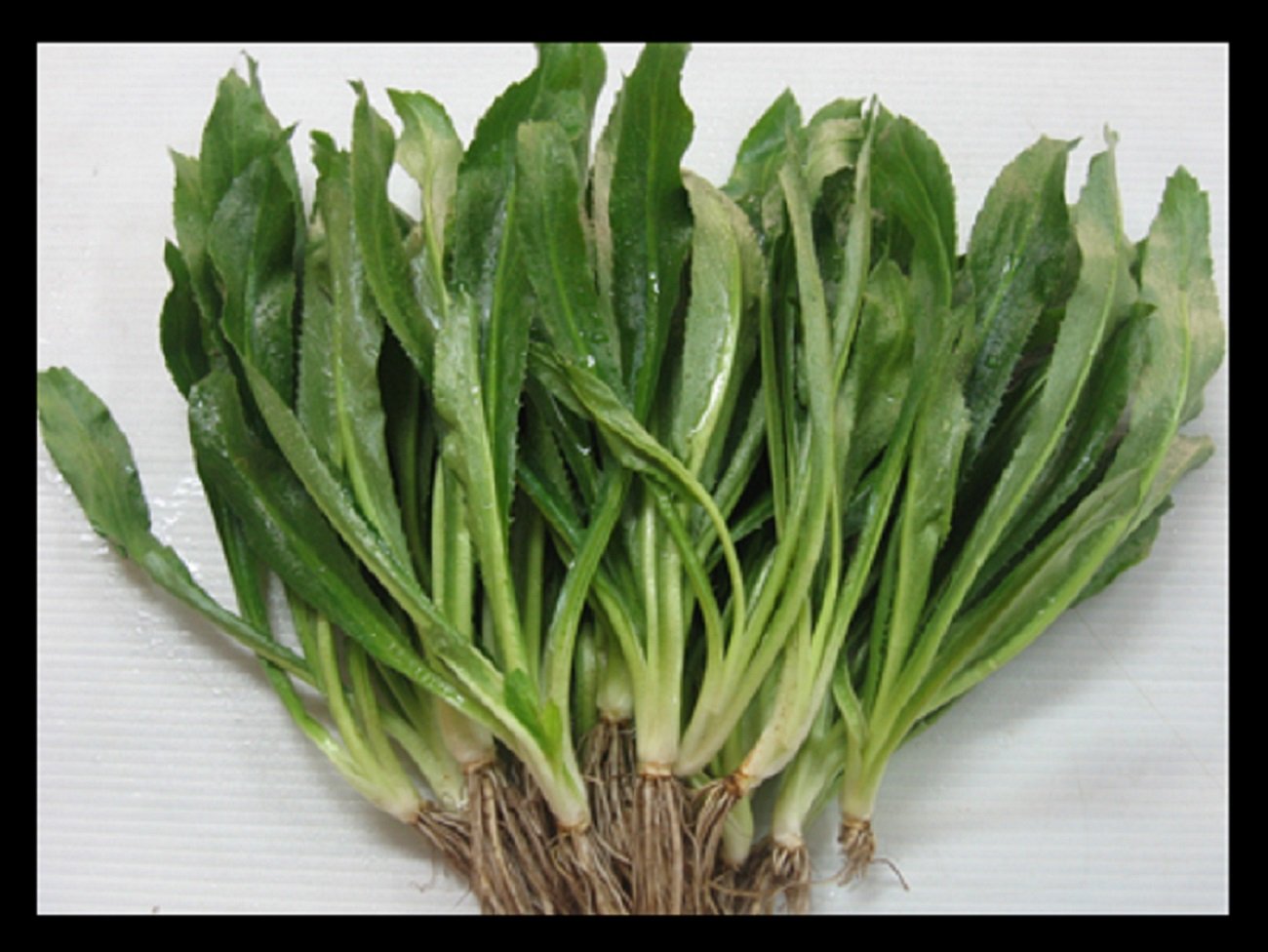 Culantro seeds, recao, long coriander, mexican coriander, Thai Parsley, ngo gai (50,000 seeds=50g) by Viablekitchenseeds