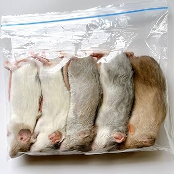 Amazon | 冷凍ラット ホッパー L (80g) 5匹 / パック 国産