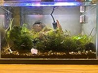 Review Image by Tara