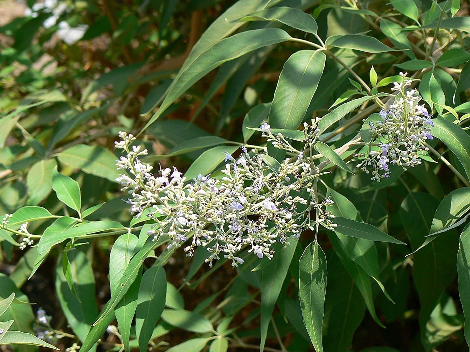 Chillatai® நொச்சி செடி / Medicinal Plant Nochi/Vavil/Vitex Negundo Healthy Live Plant (B0BXYLHVFG) Amazon Price History, Amazon Price Tracker