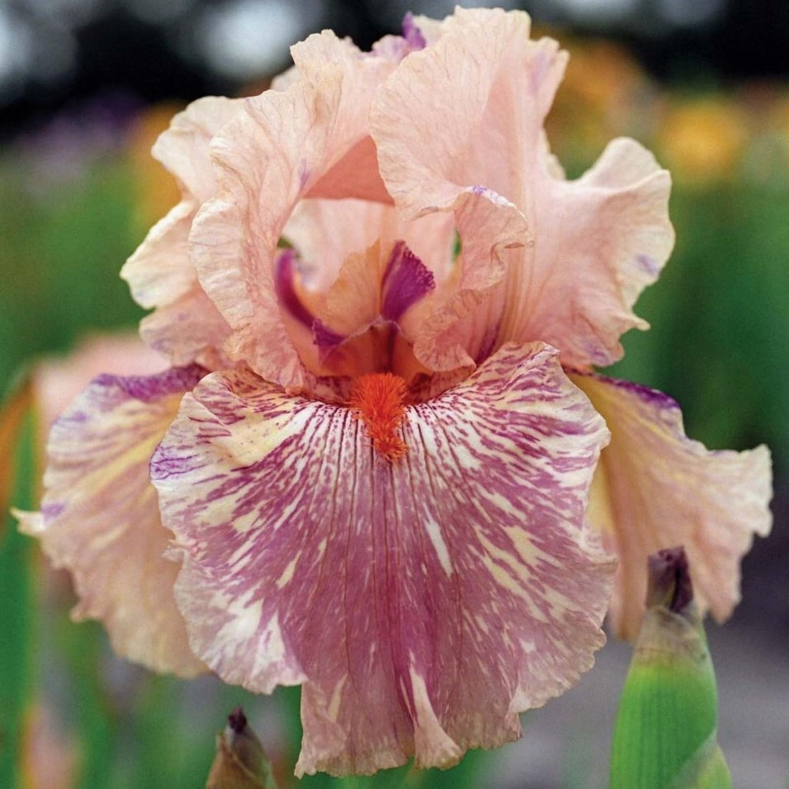 Bulbi Di Iris Rifiorenti - 6 Pezzi Con Fiori Grandi E Profumati Per Giardino - Foto 10