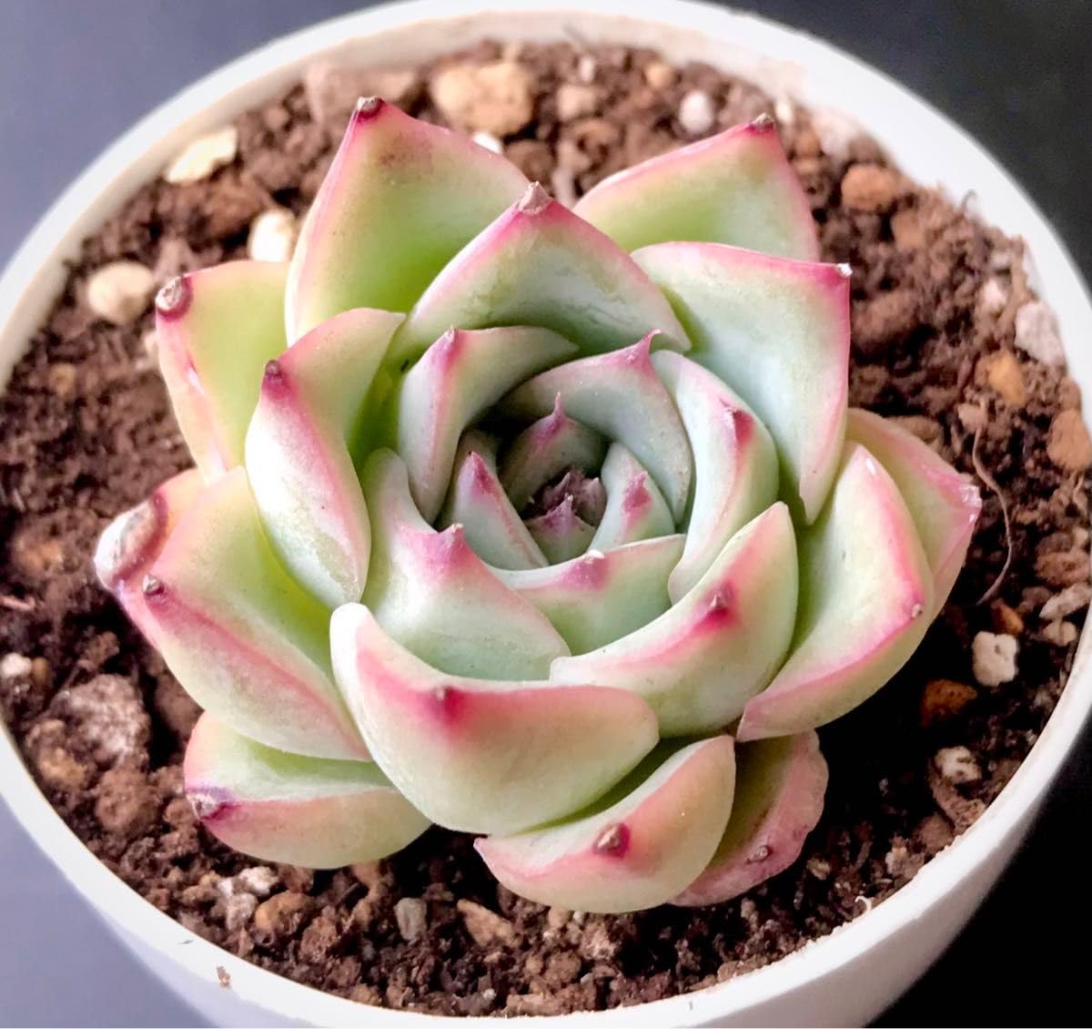 かわい子ちゃん葉挿し 子苗セット♡韓国苗 ぷっくり ピンク エケベリア レア多肉 かわい子ちゃん葉挿し 子苗セット♡韓国苗 ぷっくり ピンク エケベリア