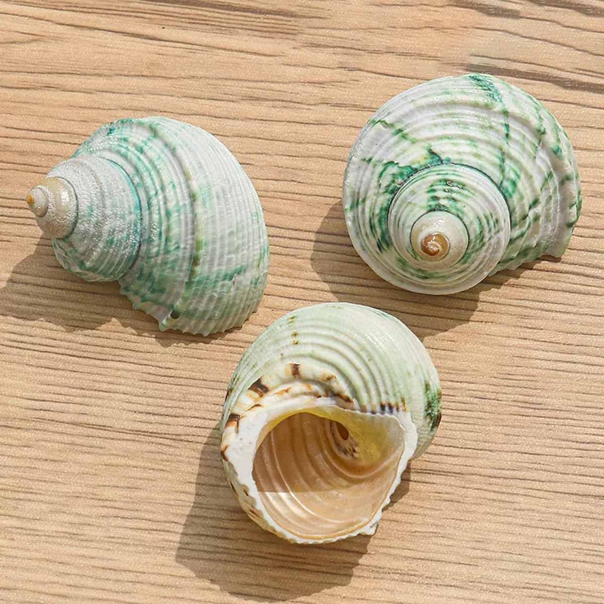 Natural sea Shell, Large Conch Shell, Shells Milk Green Conch 3~5Cm Hermit Crab Replacement Shell Fish Tank Landscaping Decorative Ornaments