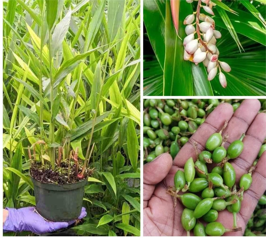 Hybrid Green Elaichi (Mysore) Plant|Cardamom Fruit Tree | Pack of 1 Plant | Fruiting Start Within 1 Year, NDN-417-picture-13