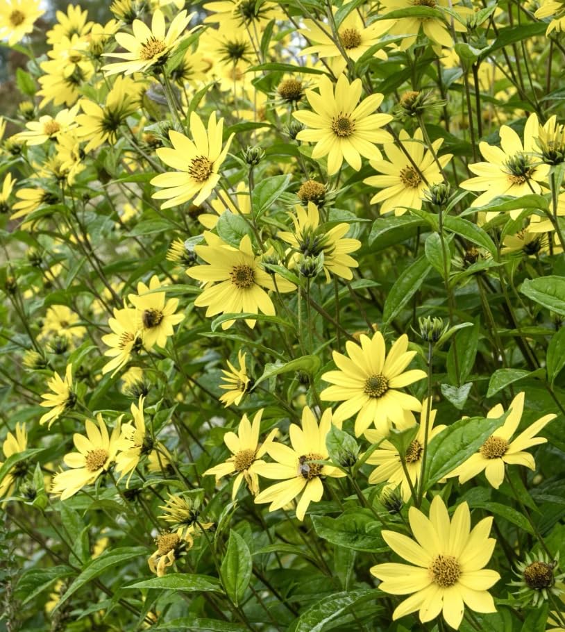 1 Pack of 50 SEEEDS Lemon Queen Sunflower