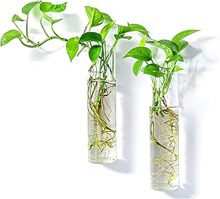 Pacdona 2 Pack Wall Hanging Planters Glass Terrariums - Cylindrical Plants Holders Air Plants Succulents Planters Flowers ...