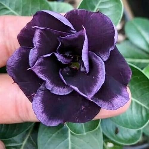 QAUZUY GARDEN 8 semillas de rosa del desierto púrpura oscuro Adenium Obesum Semillas de flores tropicales exóticas Llamativa planta de jardín para