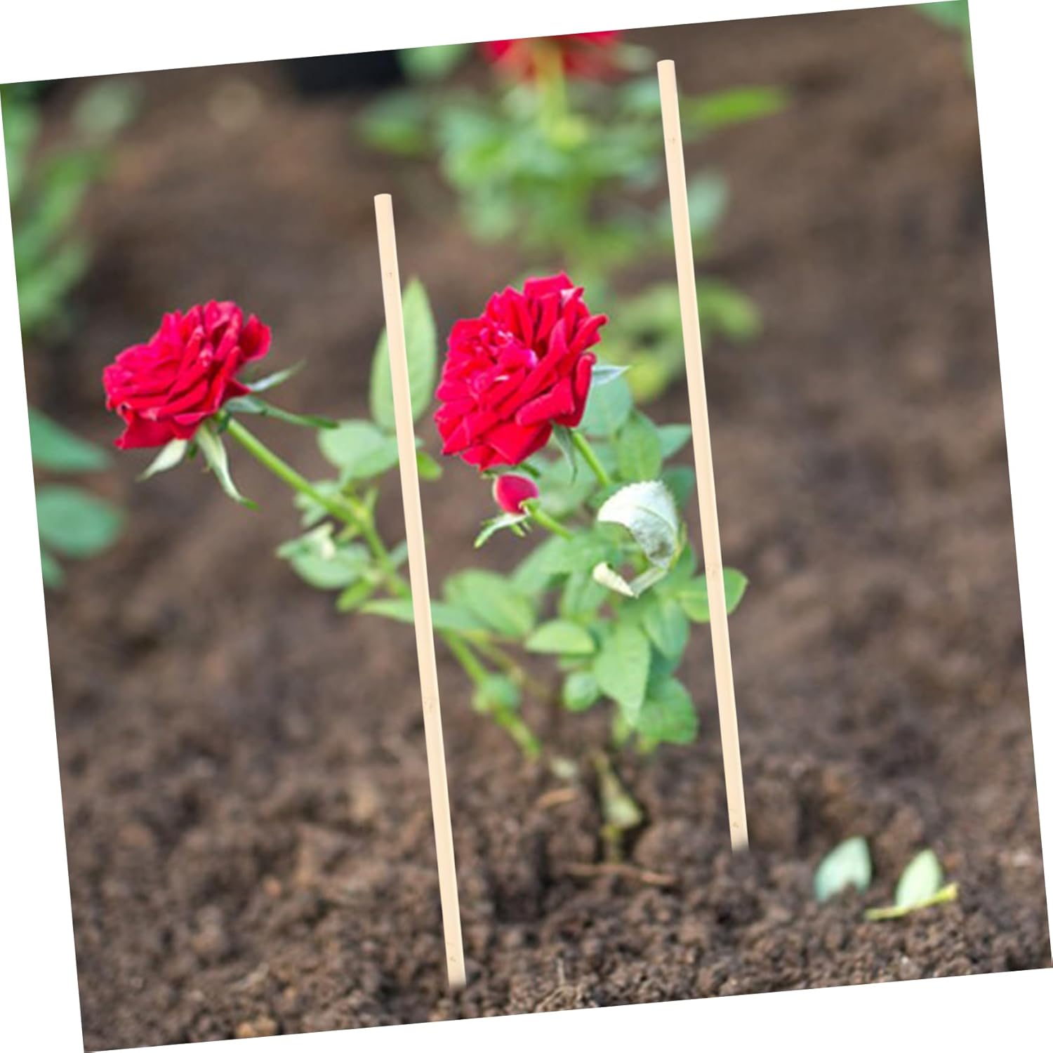 80pcs Plant Support Sticks Climbing Plant Stakes for Indoor and Outdoor Use for Garden Potted Flower Vines and Flower Pots