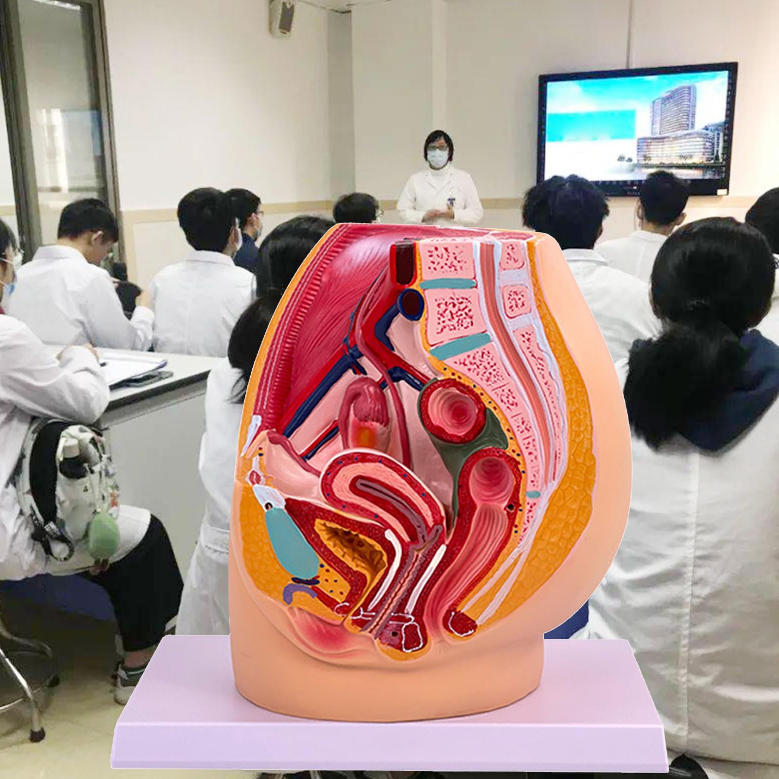 Gravidanza Femminile Modello di Anatomia Pelvica Anatomica Femminile Cavità Pelvica per Allenamento Ostetrico Impostazioni Cliniche Studio Anatomico