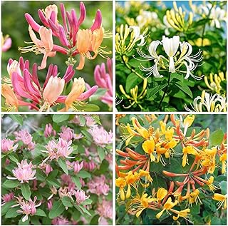 210+ Mix Honeysuckle Seeds for Planting in Home Garden- Non-GMO Honeysuckle Plant Vine - Fragrant Cloud Honeysuckle Flowers