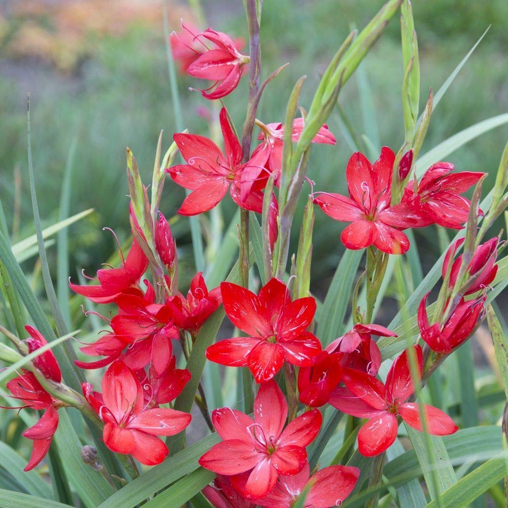 NurseryNature Jatropha Plant/Flower Plant (B07GBFBLVK) Amazon Price History, Amazon Price Tracker