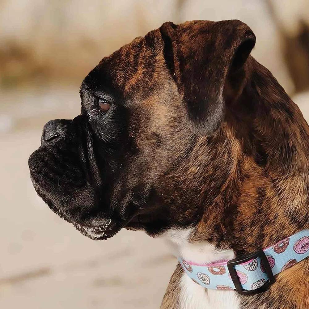 DUKIER, Dog Collar, Adjustable and Adjustable, Neoprene Pet Accessory, Sturdy, Cupcake Design, Size L, Blue, Pink - Image 4