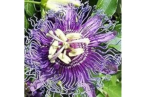 QAUZUY GARDEN Passion Flower Seeds