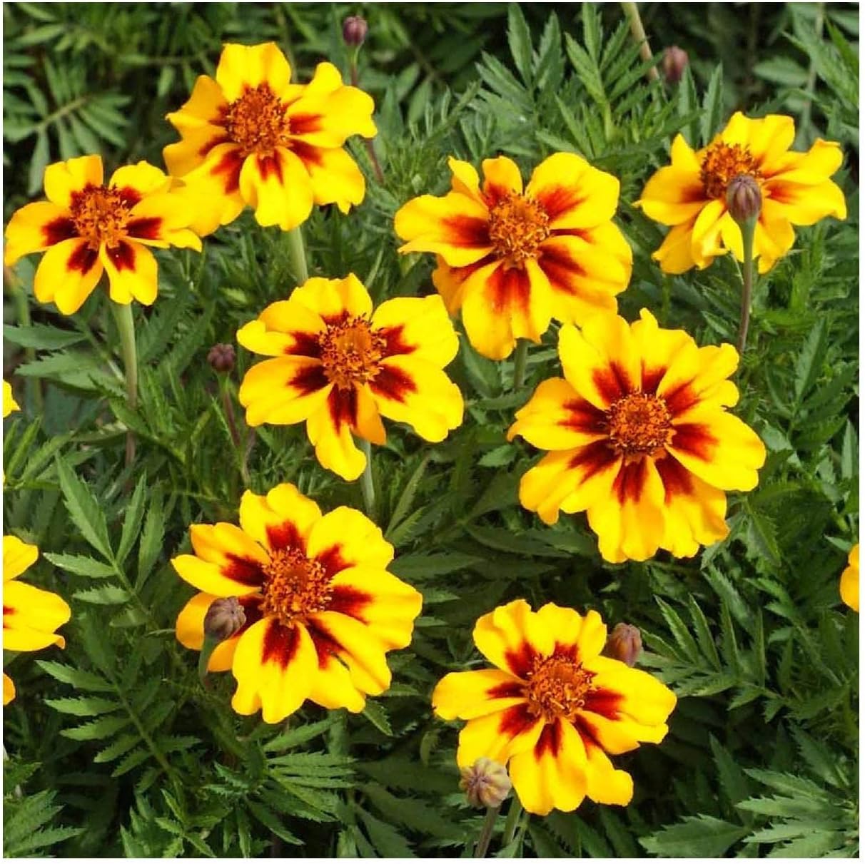 Everwilde Farms - 1 Lb Naughty Marietta French Marigold Wildflower Seeds - Gold Vault