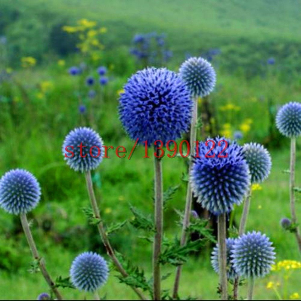 Echinops Ritro - Vente Boule Azurée Chardon Bleu
