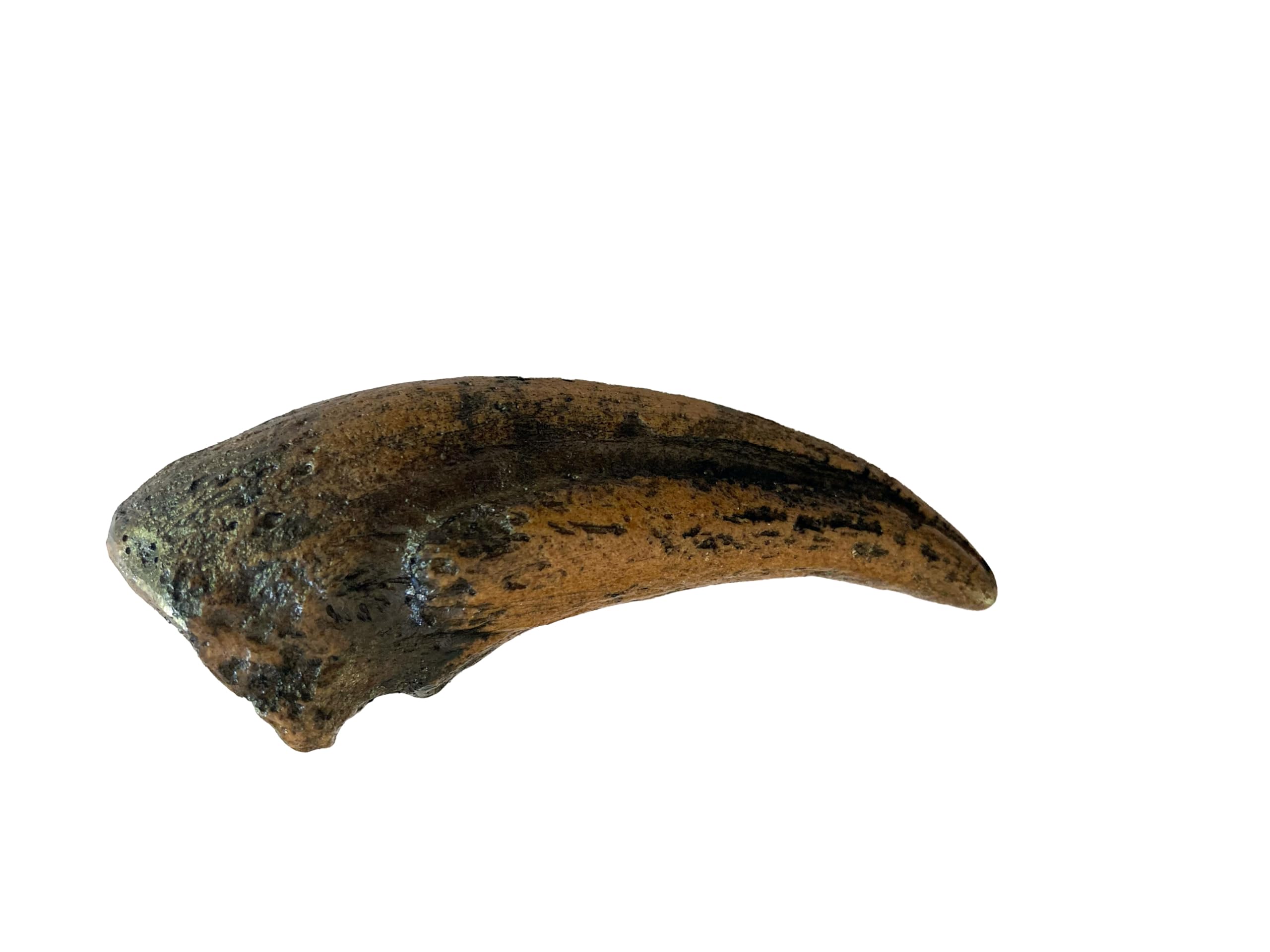 Gorgosaurus Claw Replica – 4.3