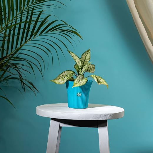 TrustBasket Tancy Pot 6-inch Table Top Planter Pot (Blue) | Heavy Duty Plastic Indoor and Outdoor Planter for Home Decor.