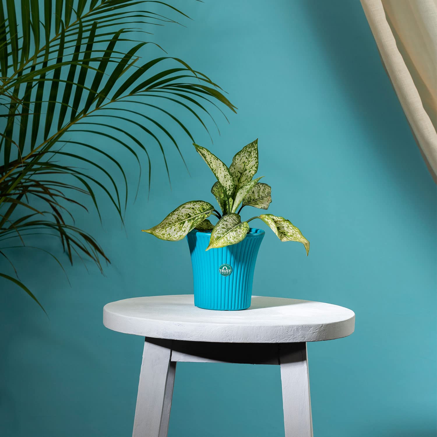 TrustBasket Tancy Pot 6-inch Table Top Planter Pot (Blue) | Heavy Duty Plastic Indoor and Outdoor Planter for Home Decor.