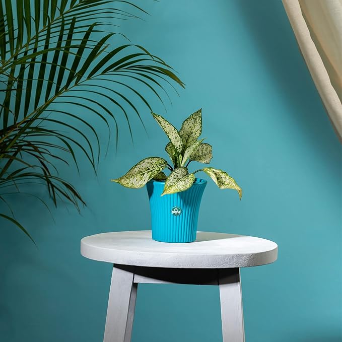 TrustBasket Tancy Pot 6-inch Table Top Planter Pot (Blue) | Heavy Duty Plastic Indoor and Outdoor Planter for Home Decor.
