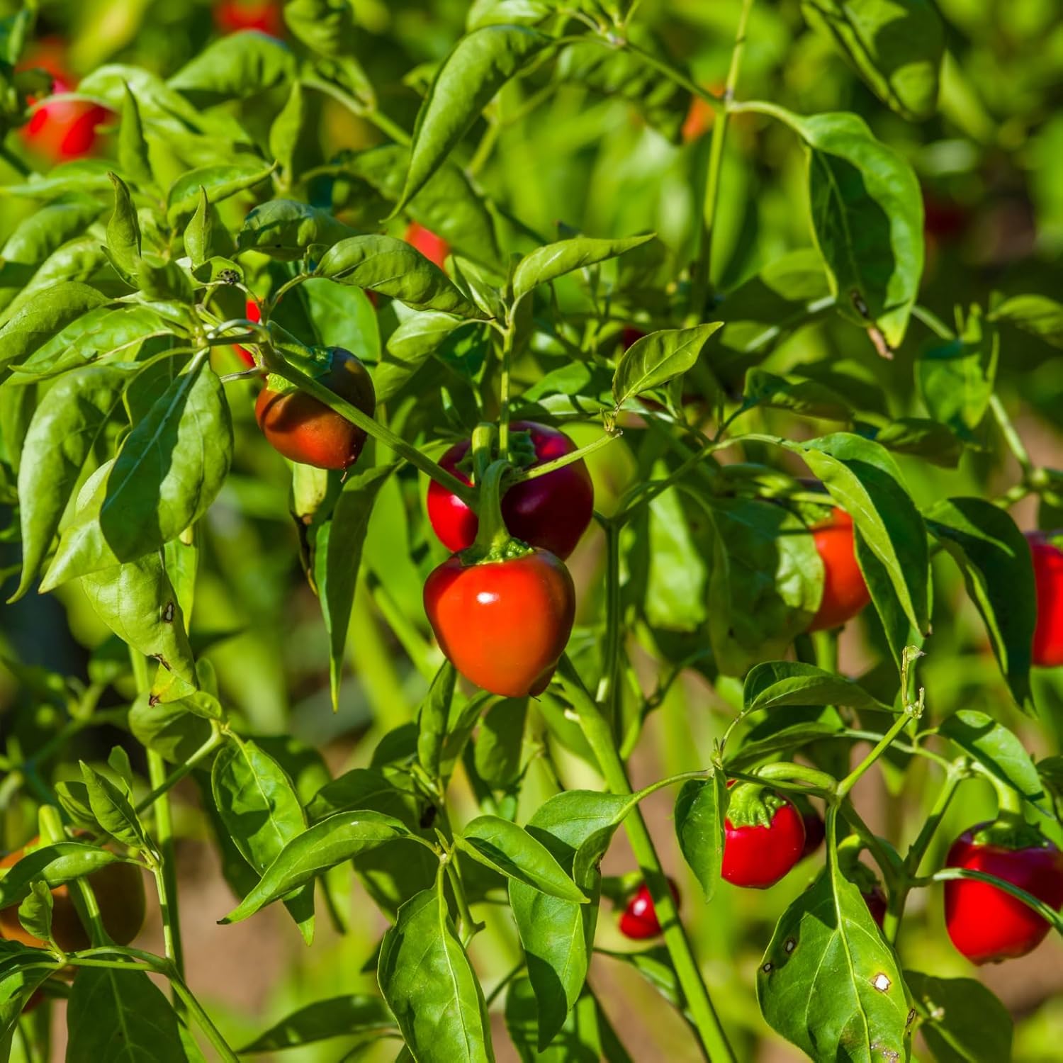 Pastene Hot Cherry Peppers (2 Pack)