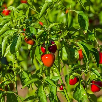 Pastene Hot Cherry Peppers (1 Pack)
