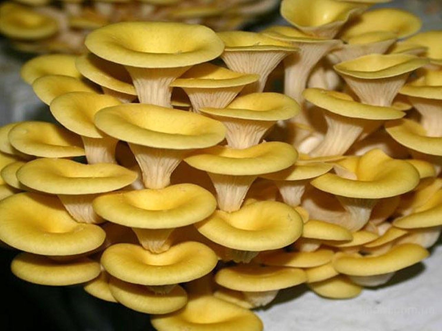 Oyster Mushroom Golden Mushroom Lemon Mushroom (Pleurotus citrinopileatus) Mycelium Spawn Dried Seeds (25 g)