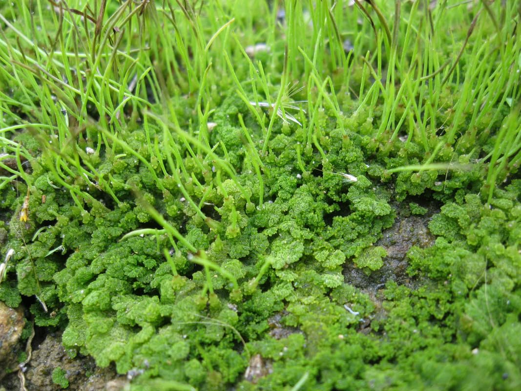 See full amazon price history chart for Foxtail aquarium live plant (Pack of 7) Foxtail aquarium live plant (Pack of 7) (B0CWLQV371) Amazon Price History, Amazon Price Tracker