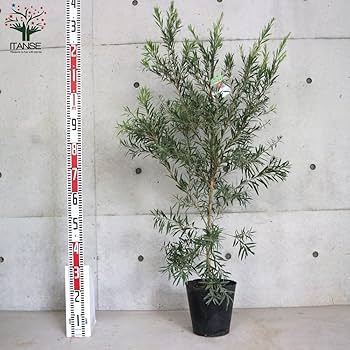 Amazon.co.jp: ITANSE カリステモン ドーソンリバー 7号大苗