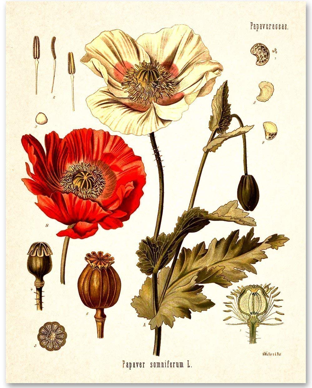 Amazon.com: Opium Poppy Plant Botanical 11x14 Unframed Print - Papaver  Somniferum Vintage Illustration, Nature Lover's Decor, Home, Office, Living  Room, Science & Herbology Poster, Educational Botanical Chart : Home &  Kitchen