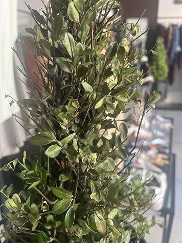 Plant in a Box - Japanische Stechpalme - Ilex crenata 'Jenny' Pyramide -  Hhe 55-65cm - Topf 21cm - Buchsbaum alternativ - Immergrner Strauch -  Gartenpflanze : Amazon.de: Garten