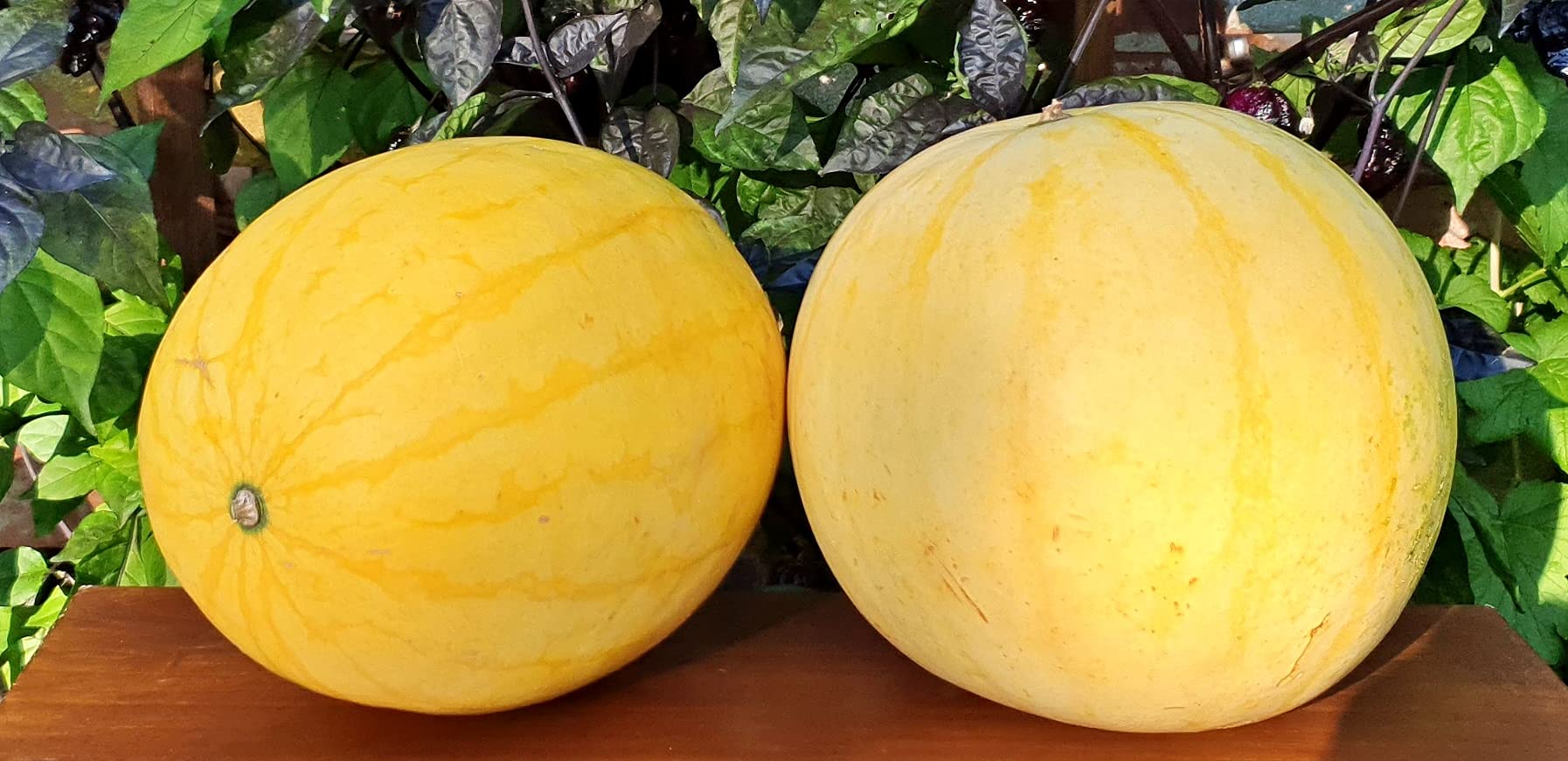Golden Hills Farm Hybrid yellow watermelon F1 10+ seeds (B0973JRGLD) Amazon Price History, Amazon Price Tracker