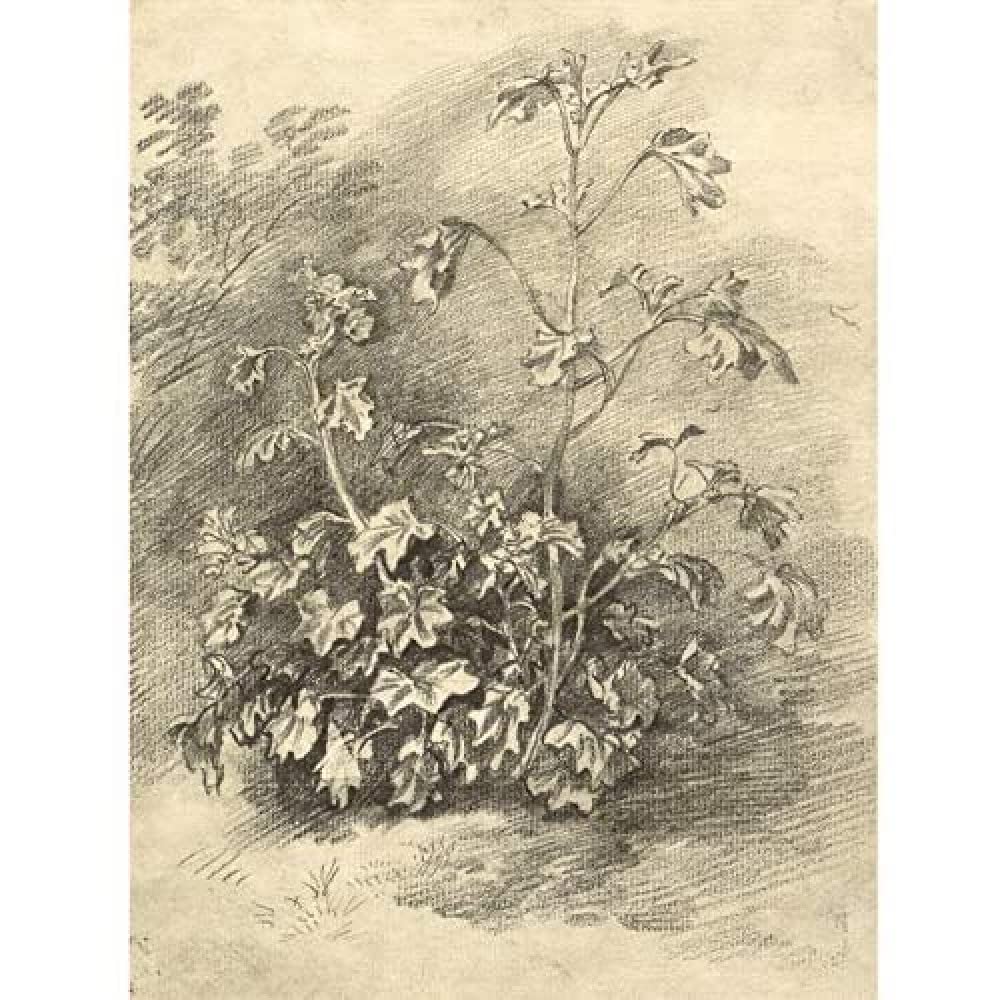 Artery8 Gainsborough Study Of Mallows 1750S Painting Art Print Canvas Premium Wall Decor Poster Mural