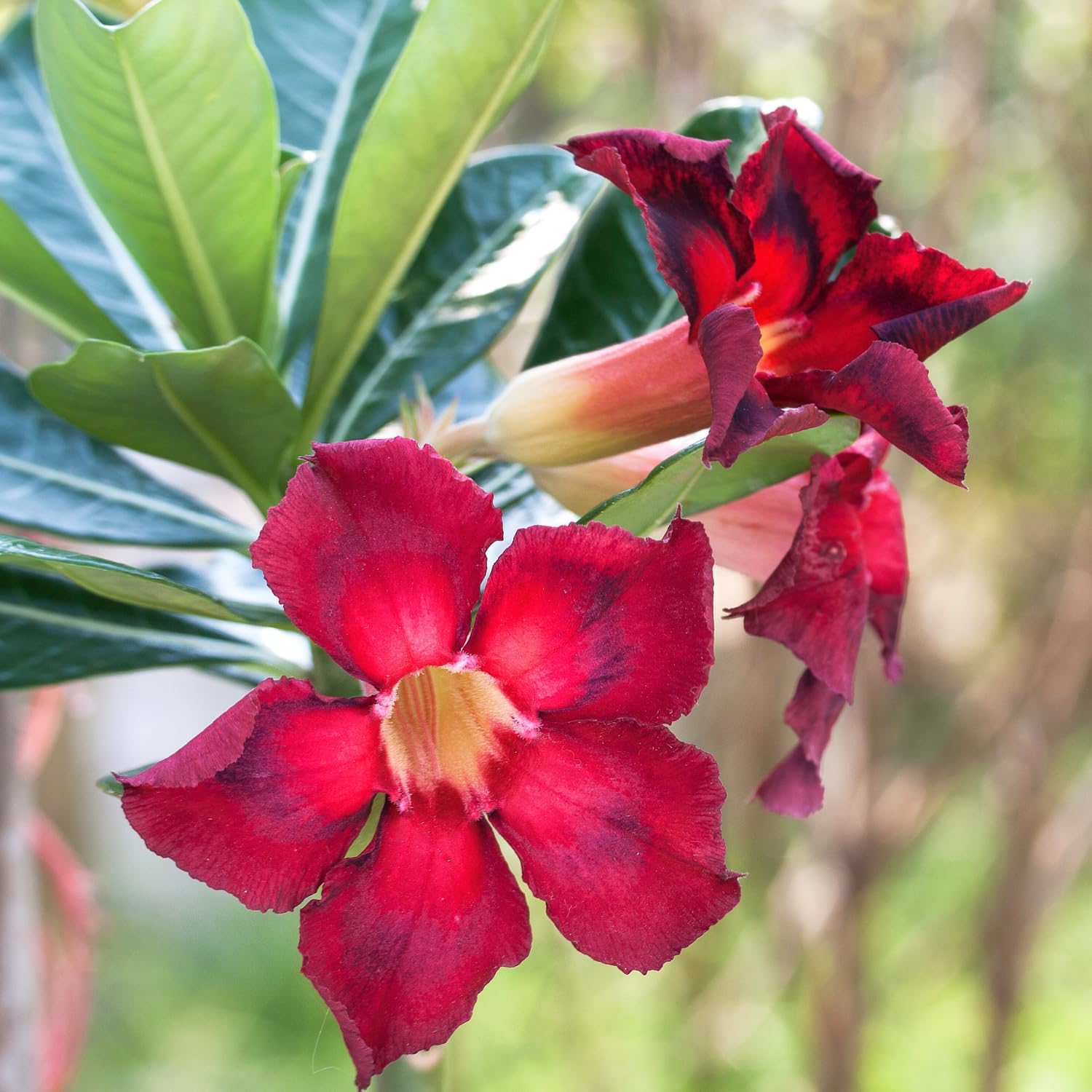 Pack 2 Adenium Desert Rose Plants Live, Red Desert Rose Seedlings 4-7” Tall, Succulent Flowering Bush Live