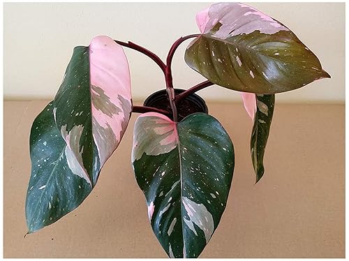 PHILODENDRON & HOUSEPLANT Fertilizante profesional de grado de guardería de 4 libras, 6 meses de liberación lenta para plantas tropicales PHILODENDRON & HOUSEPLANT Fertilizante profesional de grado de guardería de 4 libras, 6 meses de liberación lenta para plantas tropicales