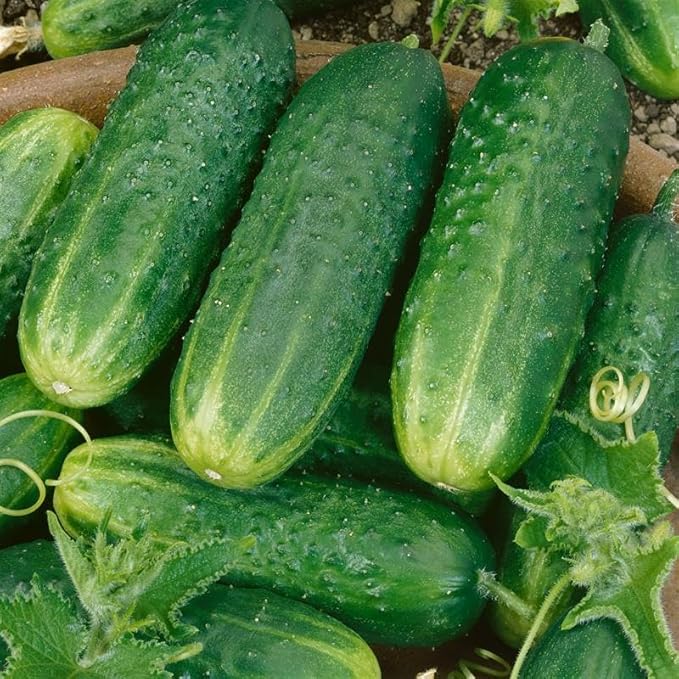 County Fair Improved Hybrid Cucumber 3 Gram 100 Seeds F1