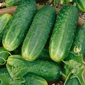 County Fair Improved Hybrid Cucumber 3 Gram 100 Seeds F1 Pickling Variety Non-GMO, Parthenocarpic, Bacterial Wilt Resistant, Bitter-Free, 50 Days to Maturity, High Yield Garden Cucumber