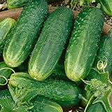 County Fair Improved Hybrid Cucumber 3 Gram ~100 Seeds – F1 Pickling Variety – Non-GMO, Parthenocarpic, Bacterial Wilt Resistant, Bitter-Free, 50 Days to Maturity, High Yield Garden Cucumber